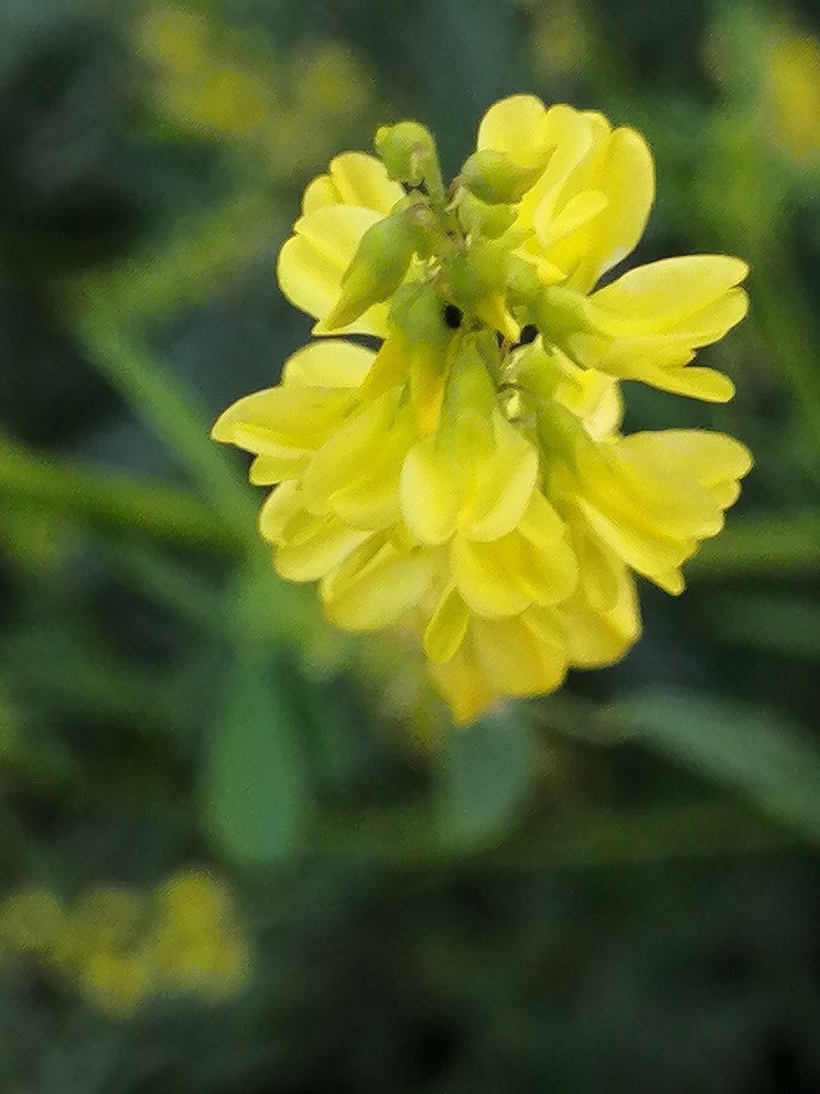 Натурализация