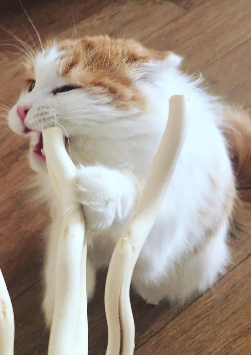 Котики-друиды