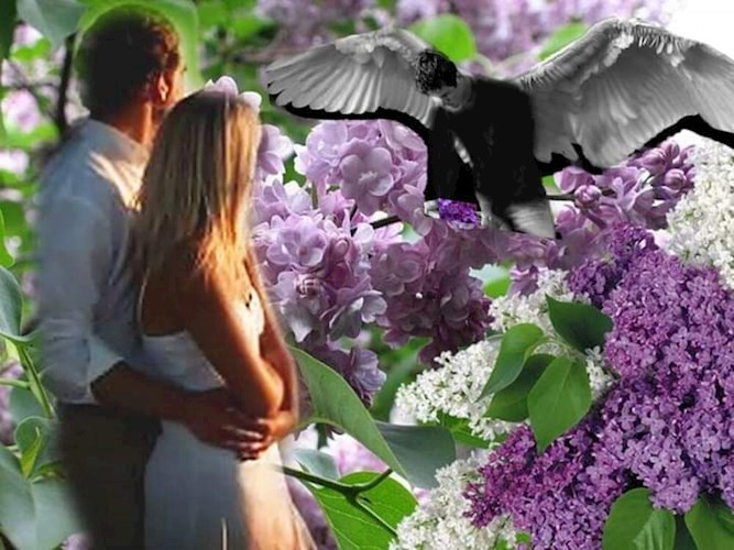 Ветка сирени