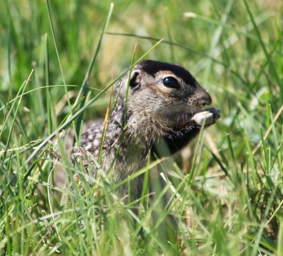 Немного о крапчатых сусликах