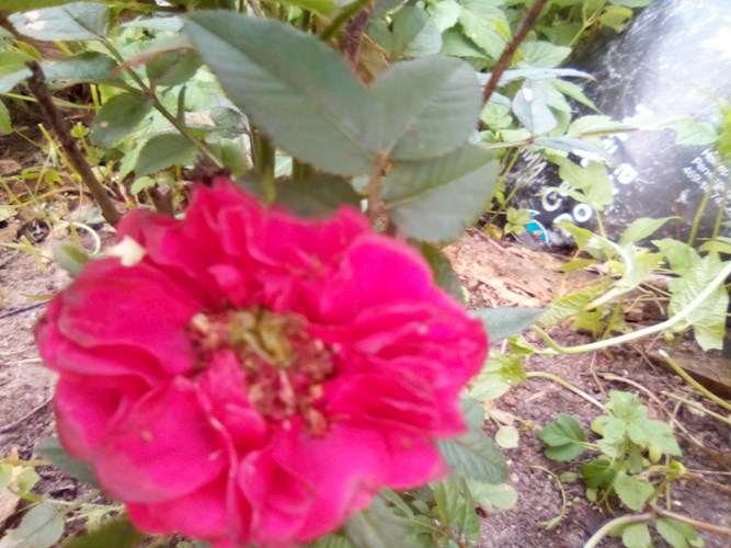 Осень дождик моросит.