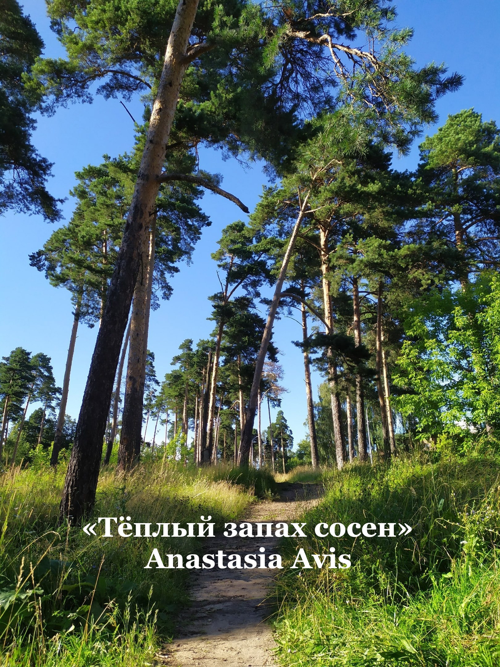 Тёплый запах сосен
