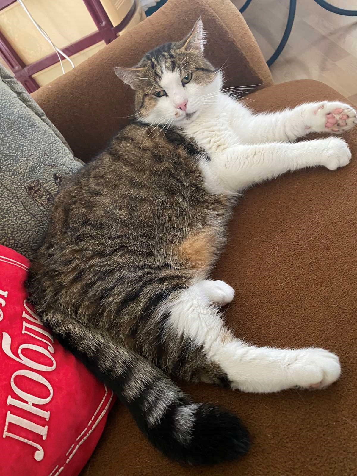 Контракт с хвостом