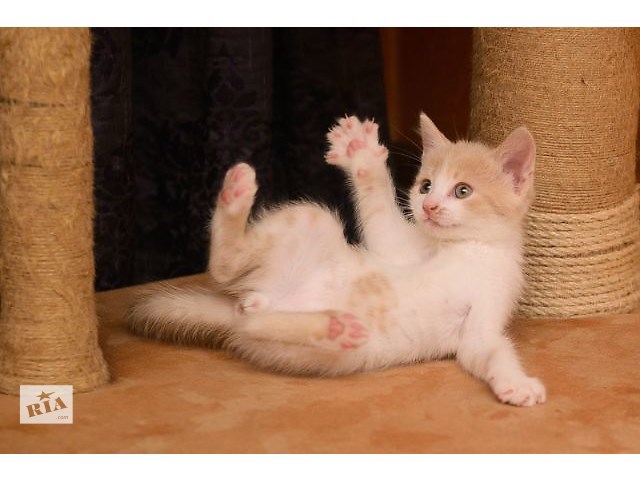 Дневники кота