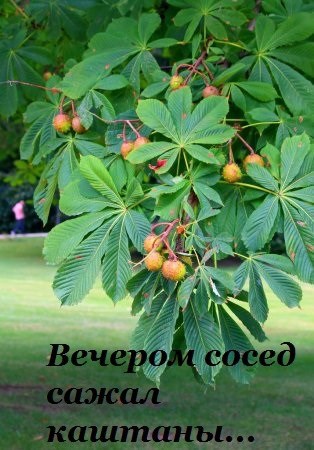 Вечером сосед сажал каштаны...