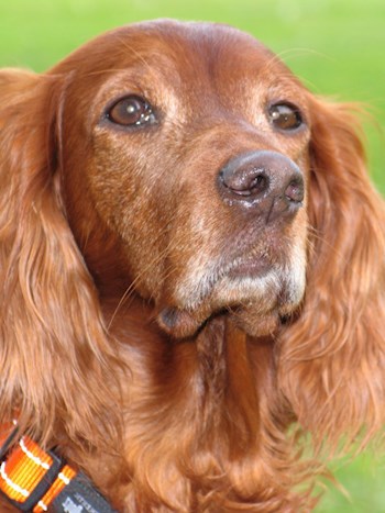 Мощное средство