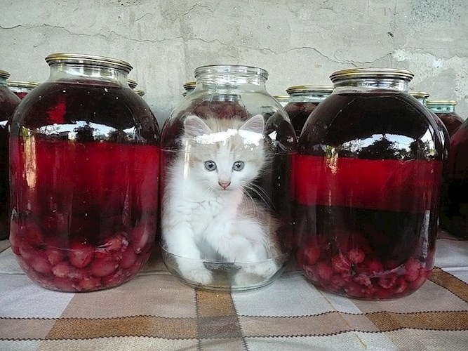 Е..компот