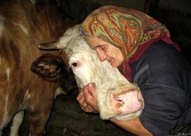 Бабушка и её корова: доживем до понедельника?
