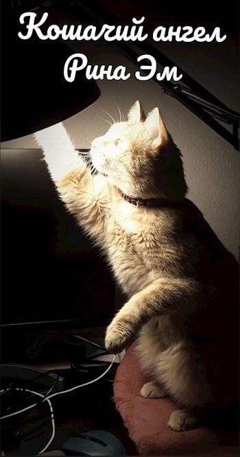 Кошачий ангел