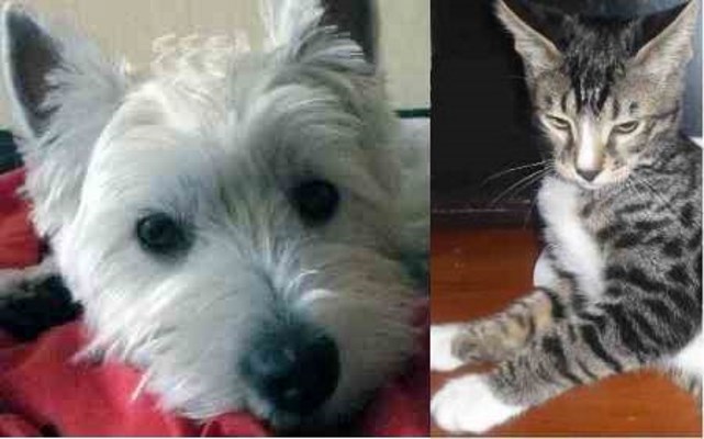 Последняя охота на роботов