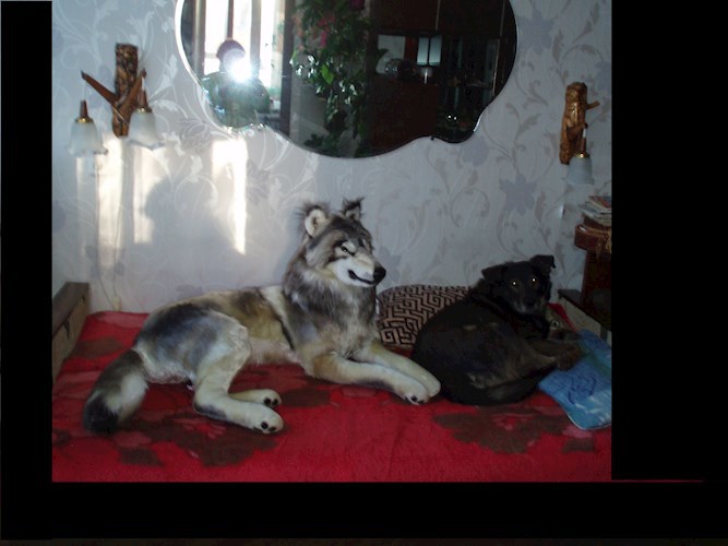 Про собак и людей