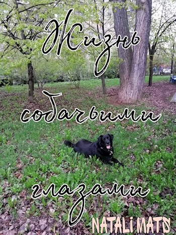 Жизнь собачьими глазами