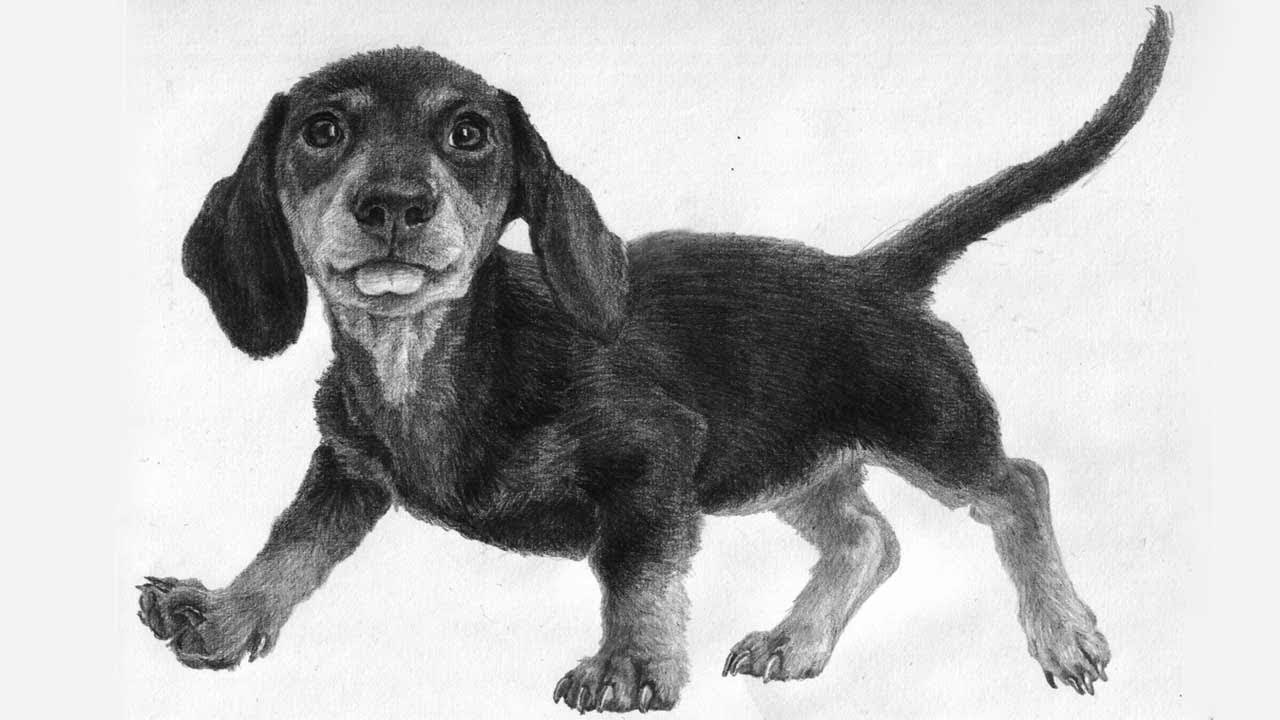 Щенка подарили