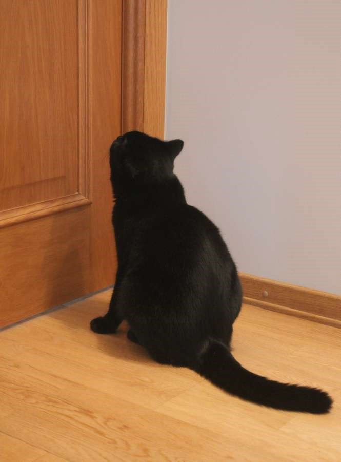 Кошачья жизнь. Миниатюра