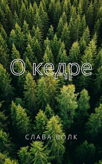 О кедре