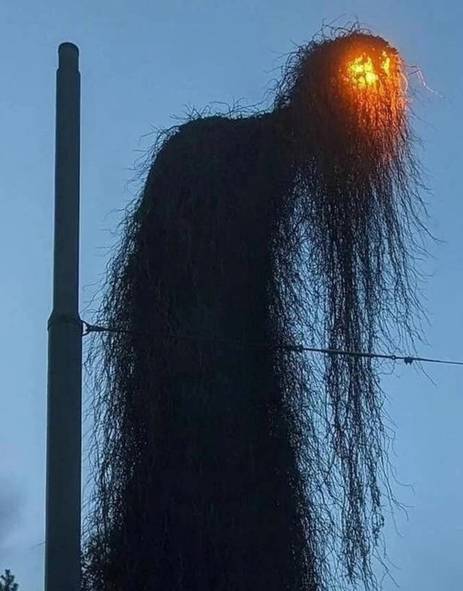 Ночь. Улица. Фонарь. И...ведьма?