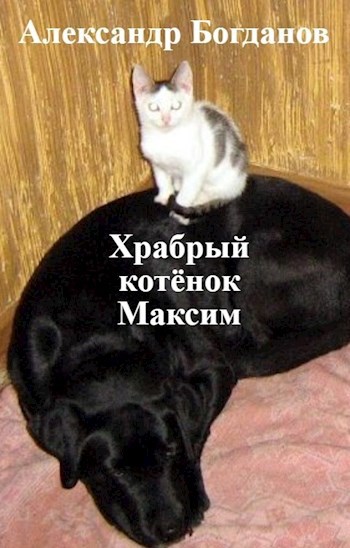 Храбрый котёнок Максим