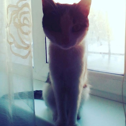 Житие кошачье. Быль 1. Понаехали