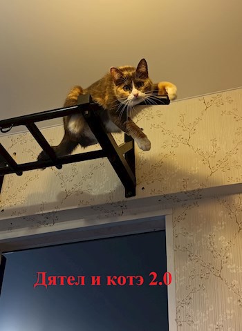 Дятел и котэ 2.0