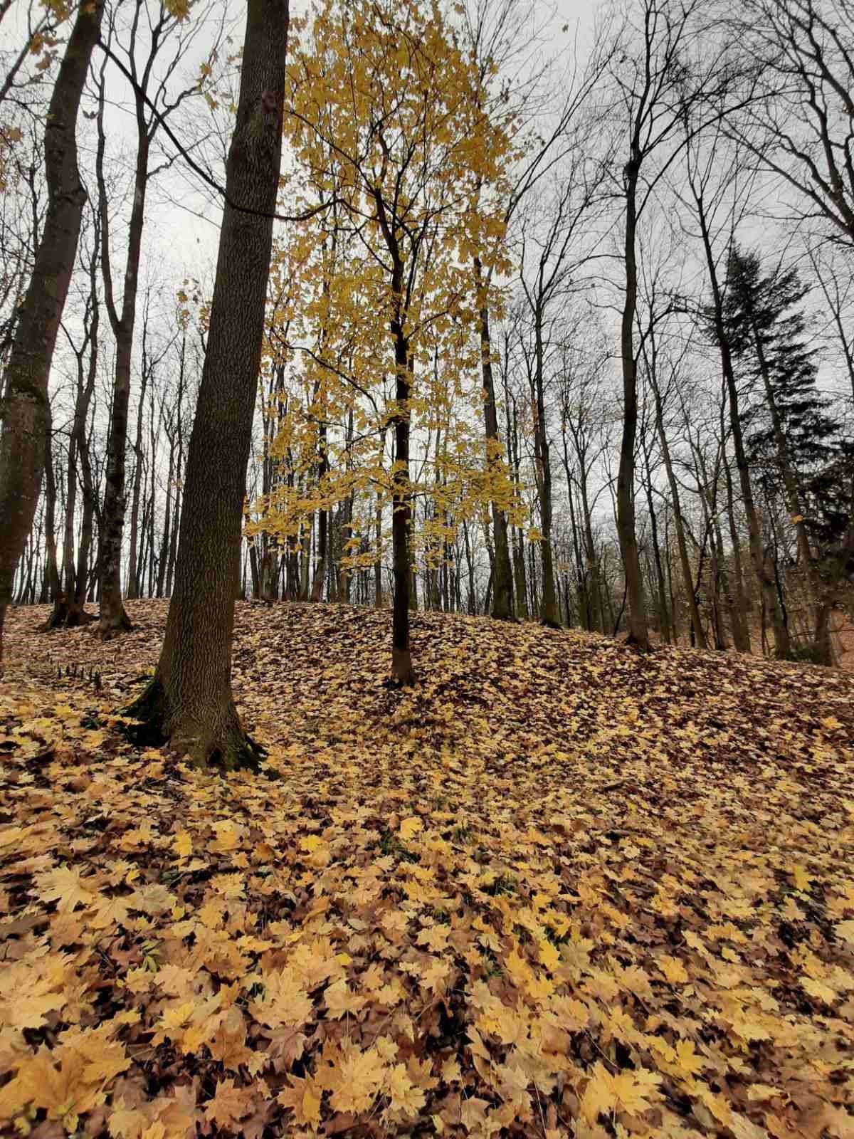 Когда осень заблудилась