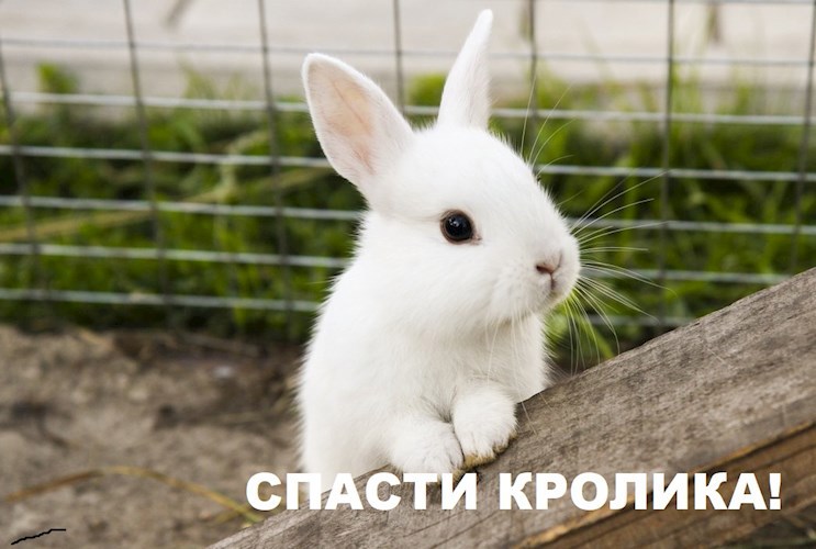 Спасти кролика