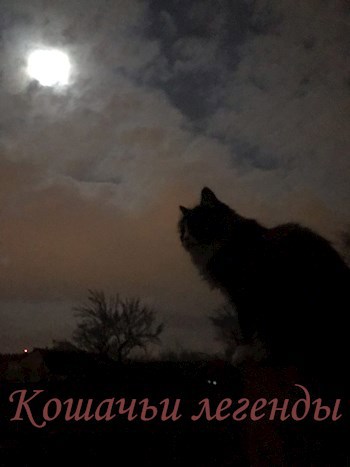 Кошачьи легенды