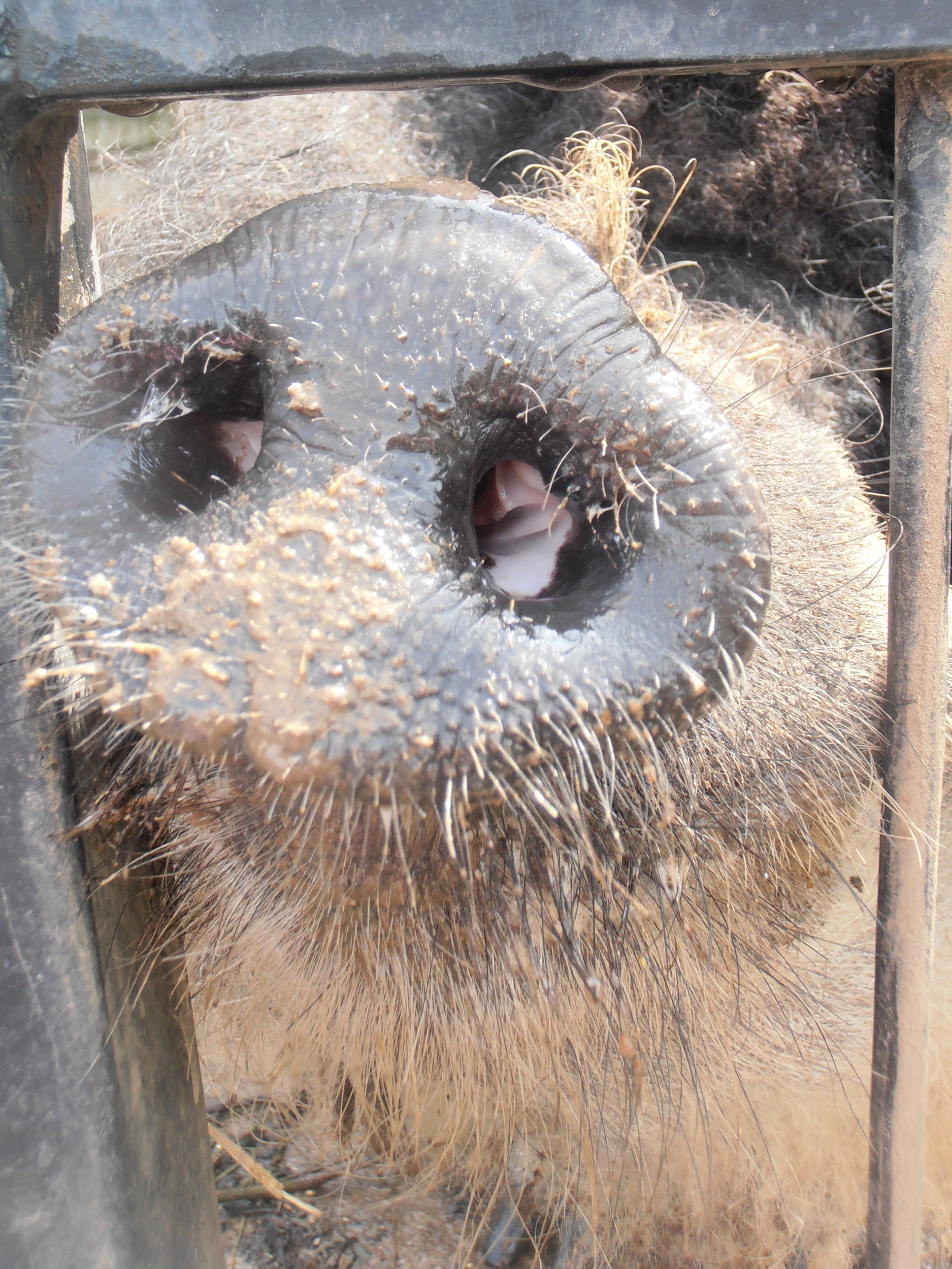 Межпланетная коррида