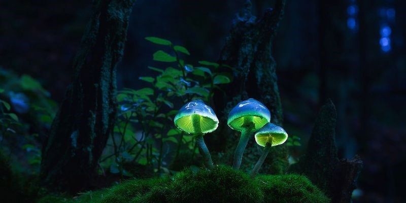 Грибы сказочные, фантастические ,сюрреалистические