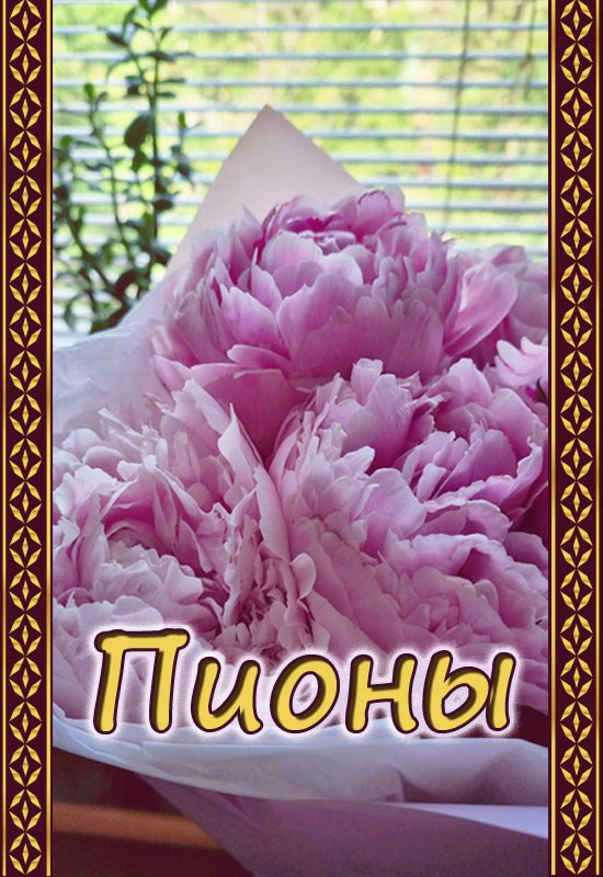 Пионы