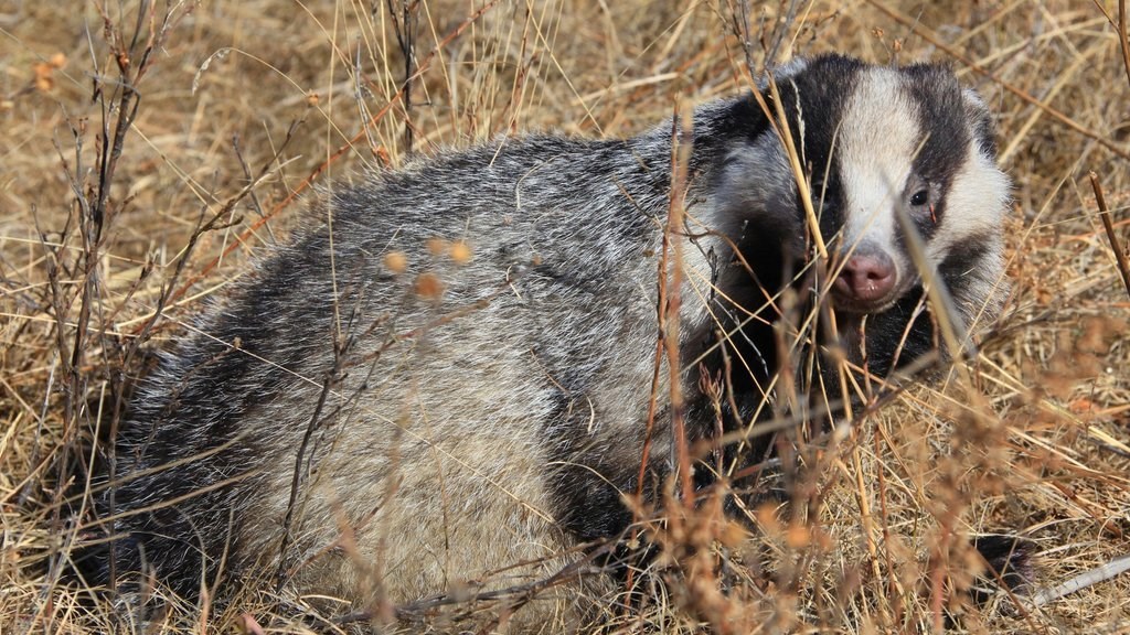 Экономические басни Посохова