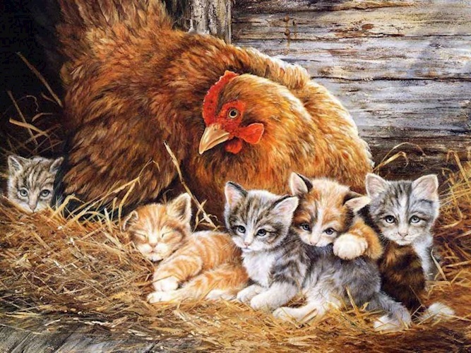 Курино-кошачья дружба