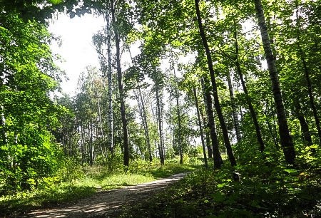 Сборник По пути домой