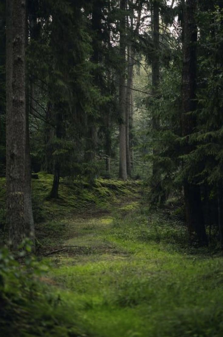 Случаи в городке Лесном Тёмного района