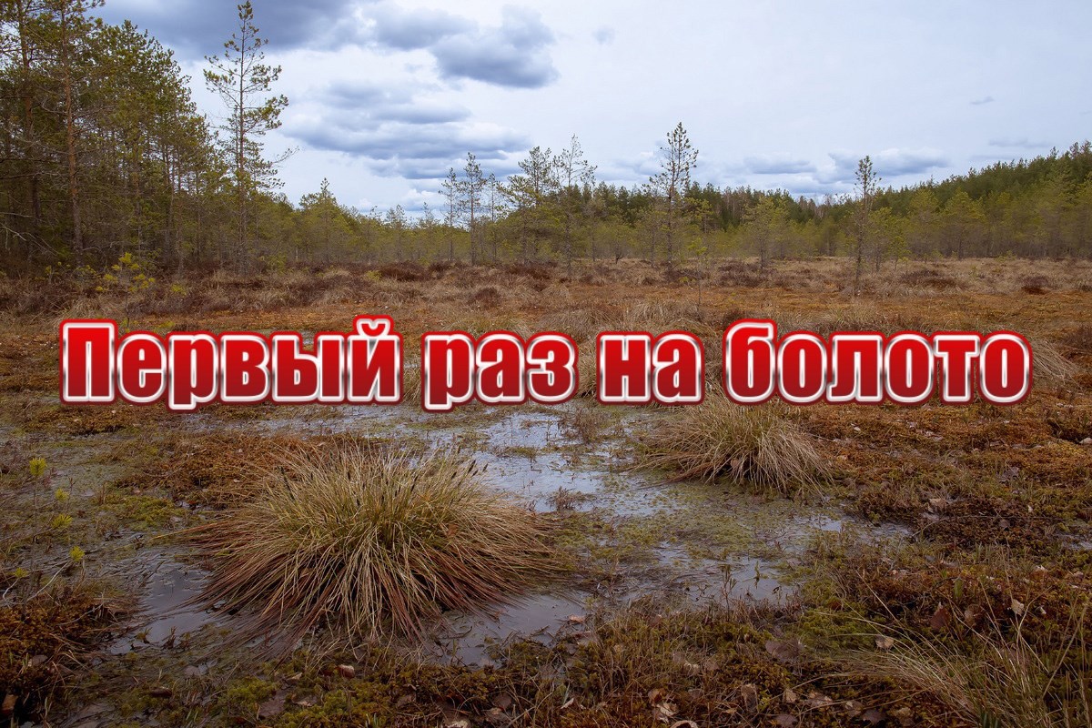 Первый раз на болото