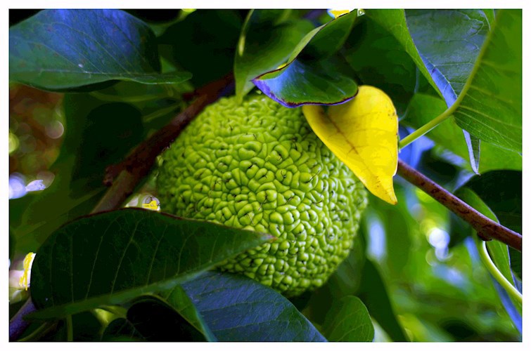 Страшный Суд