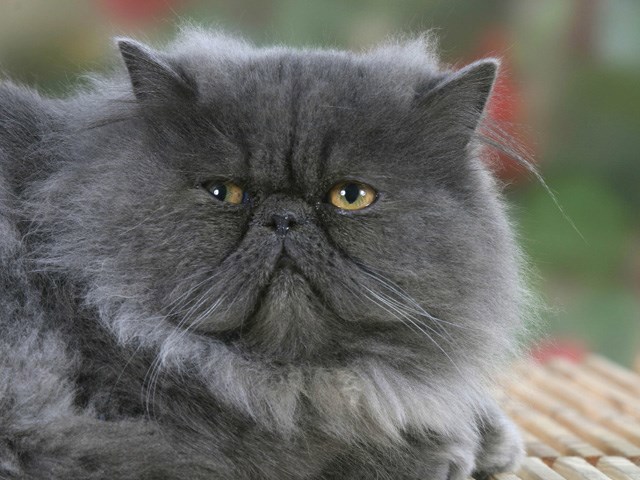 Любовь Басса.