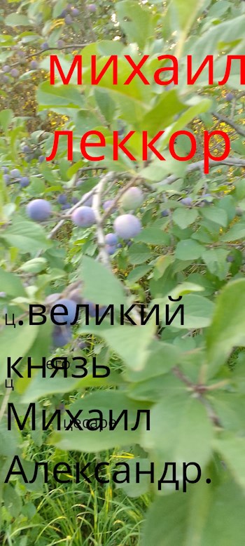 Великий князь Михаил Александрович (император Михаил II - 1)