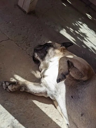 Шняга прокрастинационная или как не надо делать.