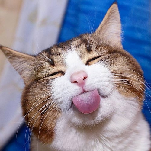 КОШАЧИЙ БЛЮЗ