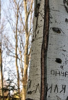 Дерево-Николай