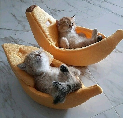 Десятая жизнь кошки