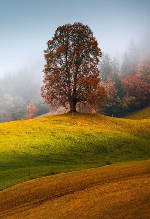 Ведьмина Чашка