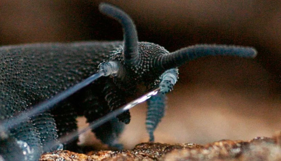 Как выживают чудаки. Брат тихоходки бархатный червь онихофор