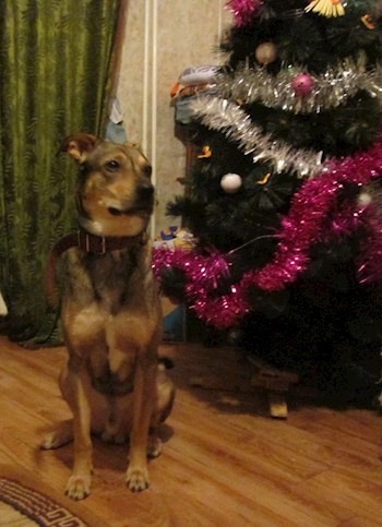 Из жизни Собакорона