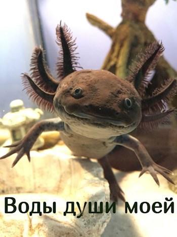 Воды души моей