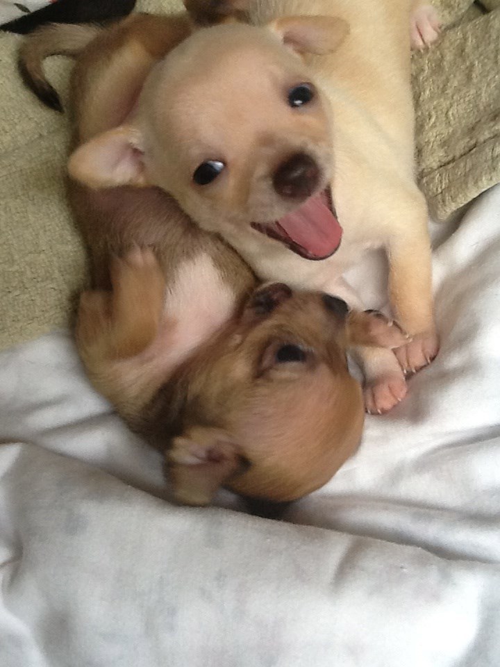 Шарик и персик