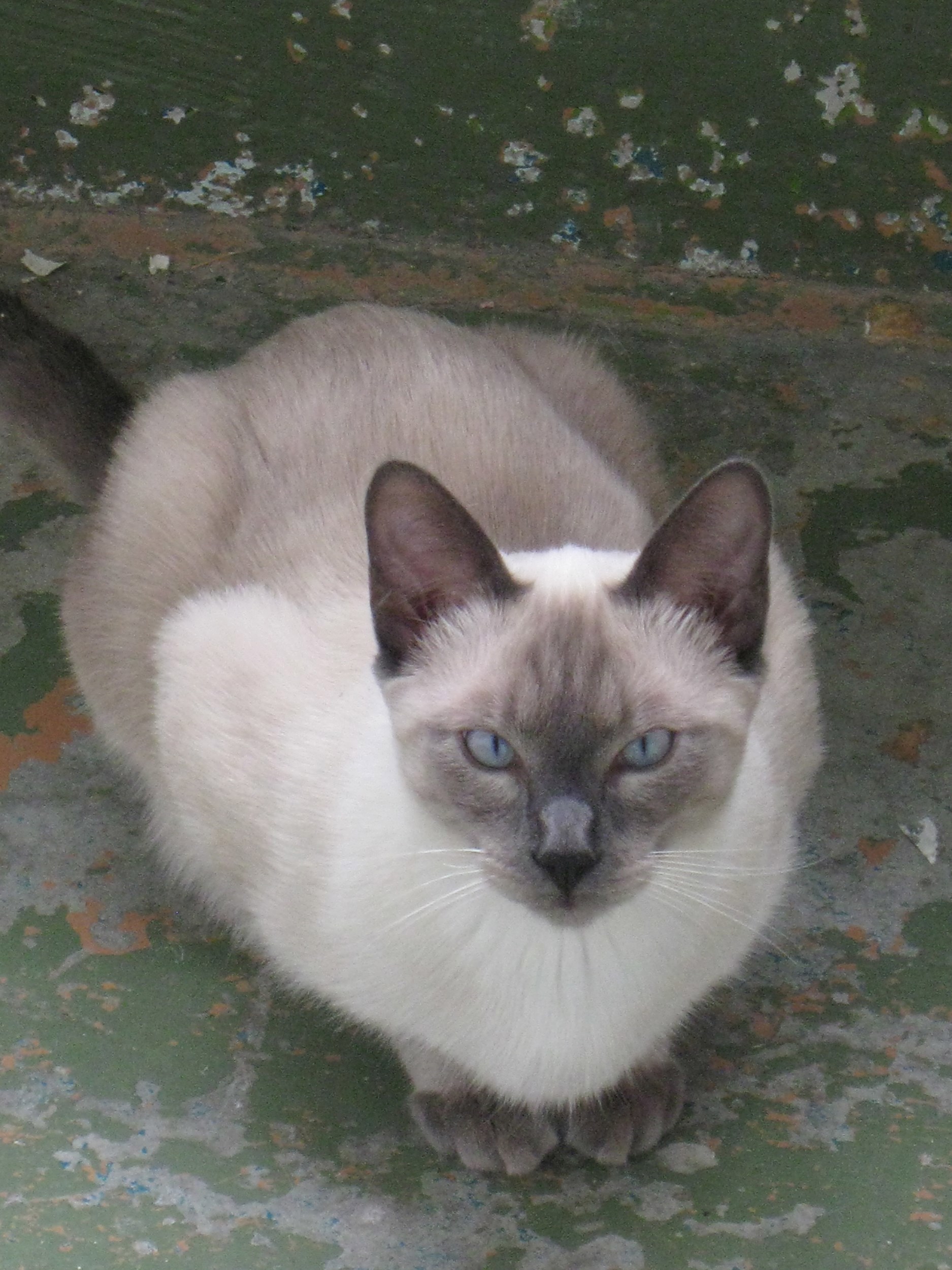 Я кот