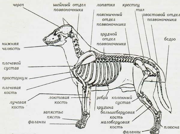 Хроники Красного Литейщика. Орда.