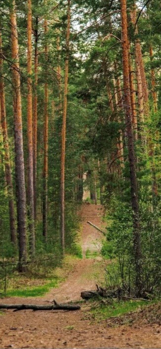 Путь в тысячу лет