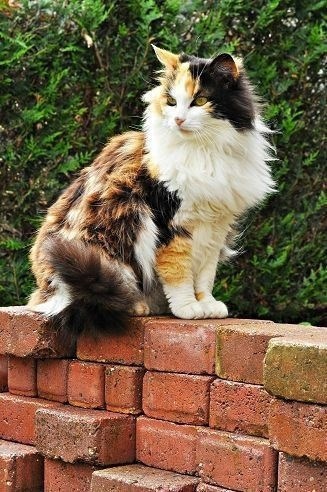 Трехцветная Кошка